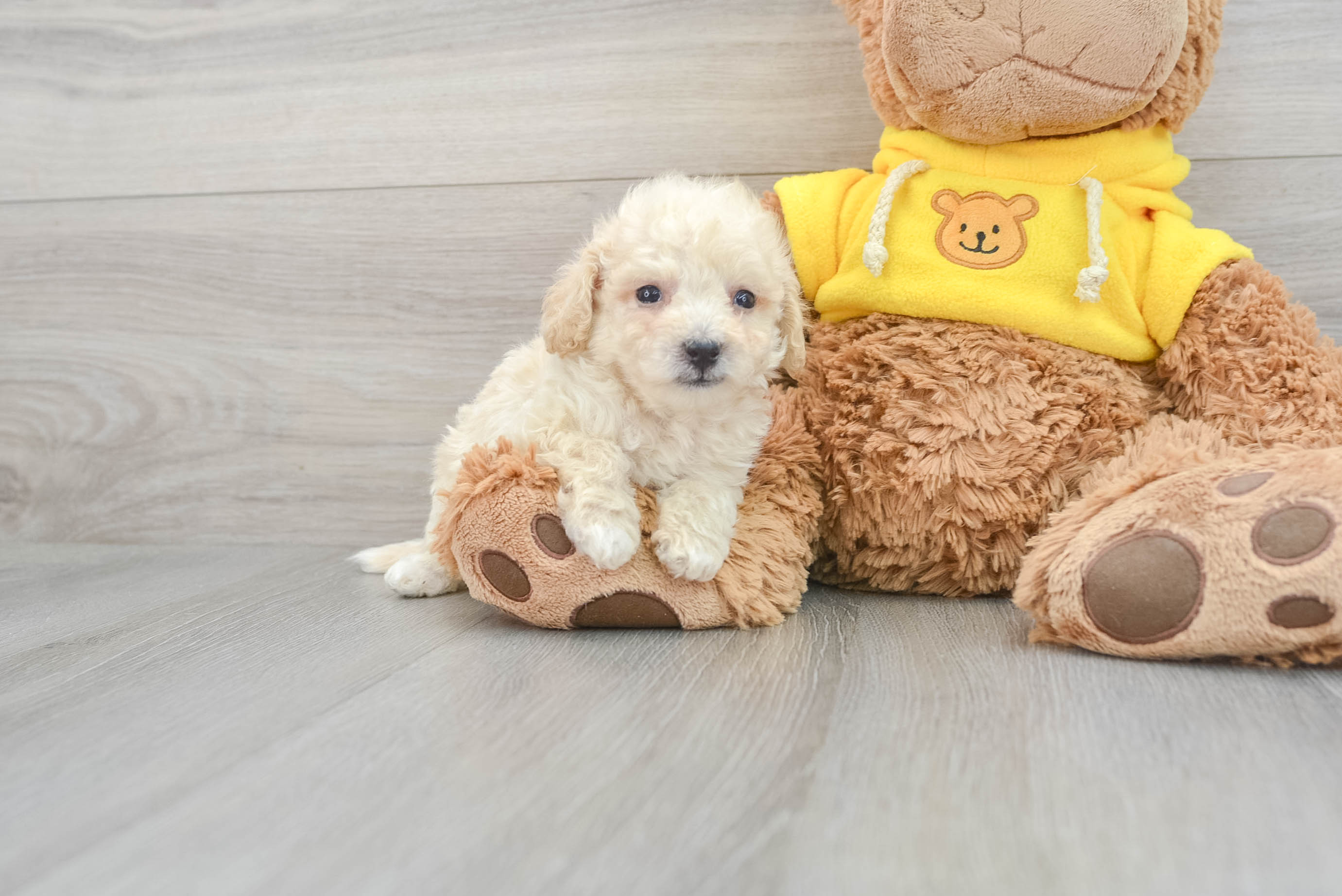 Apricot poochon hot sale puppies for sale