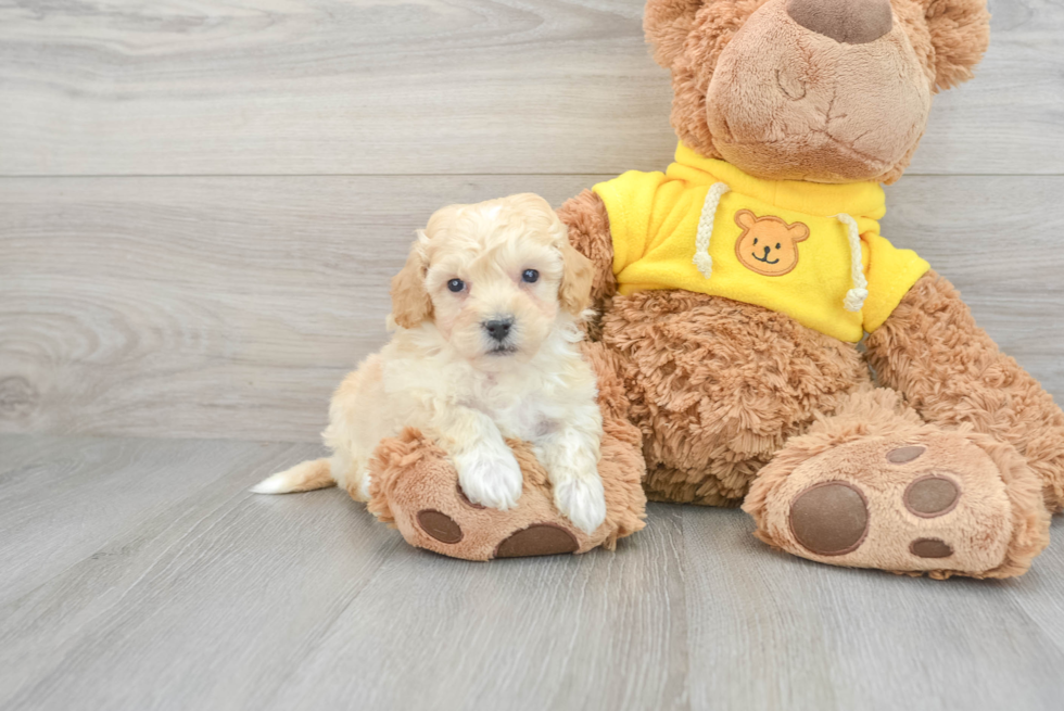 Popular Poochon Alfie: 3lb 1oz Doodle Puppy