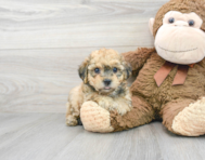 7 week old Poochon Puppy For Sale - Premier Pups