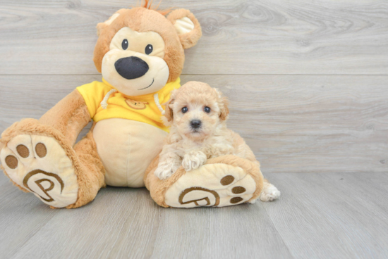 Smart Poochon Poodle Mix Pup