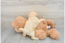 Playful Bichpoo Poodle Mix Puppy