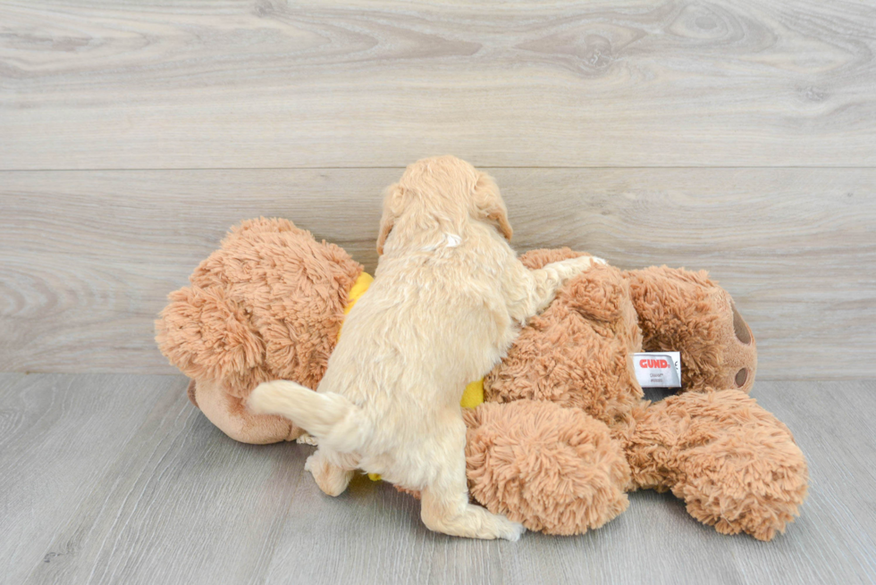 Playful Bichpoo Poodle Mix Puppy