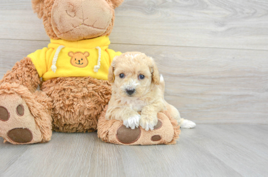 Poochon Pup Being Cute