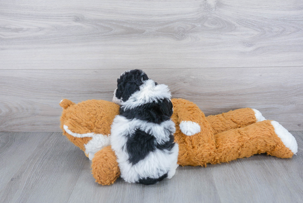 Funny Poochon Poodle Mix Pup