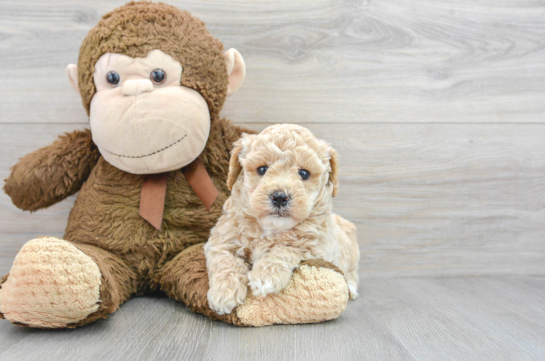 Best Poochon Baby