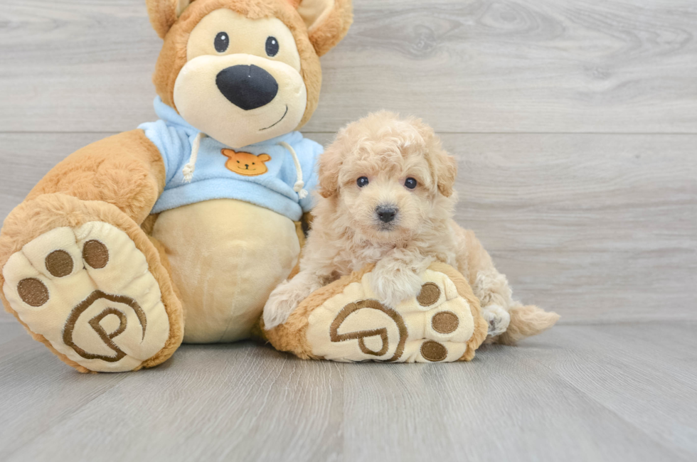 miniature teddy bear puppies for sale