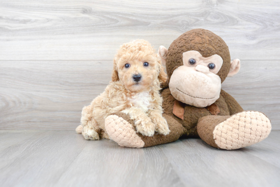 Adorable Bichpoo Poodle Mix Puppy