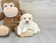 5 week old Poochon Puppy For Sale - Premier Pups