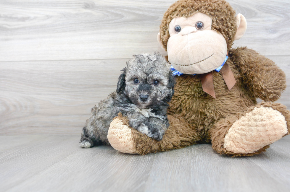 7 week old Poochon Puppy For Sale - Premier Pups