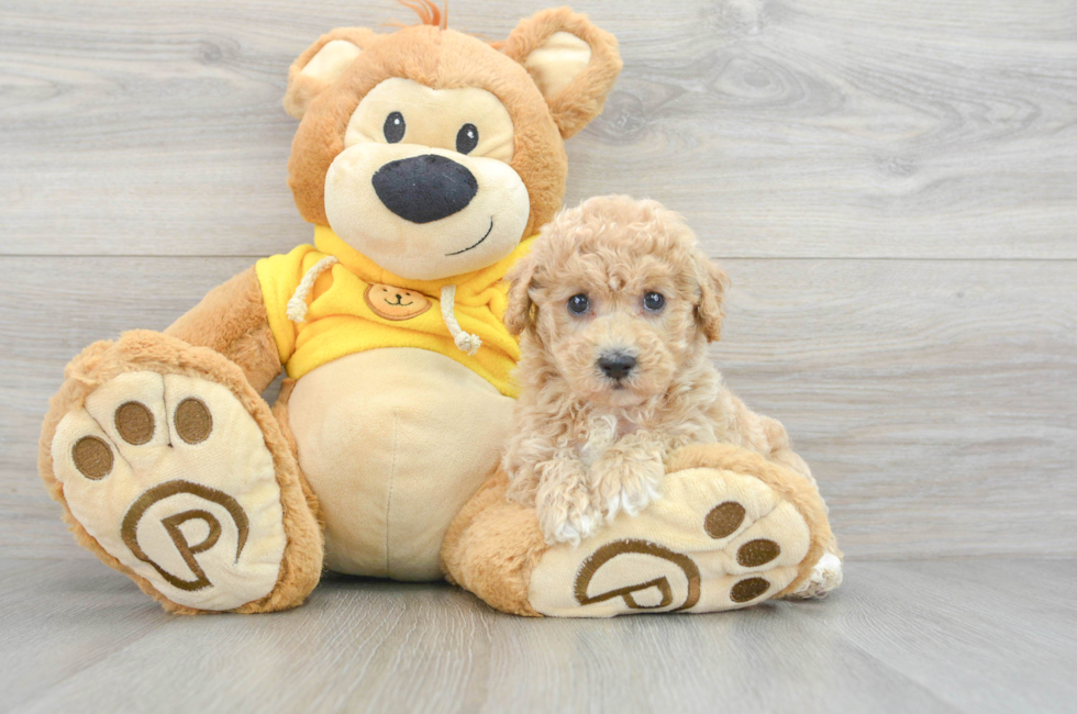 6 week old Poochon Puppy For Sale - Premier Pups