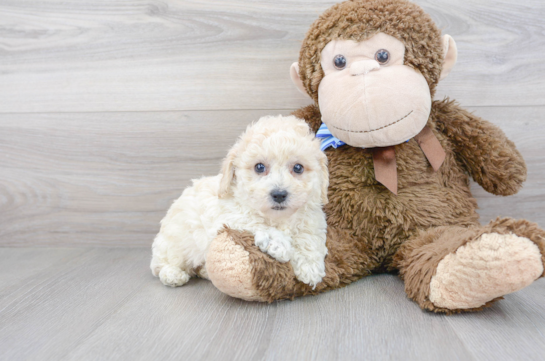 7 week old Poochon Puppy For Sale - Premier Pups