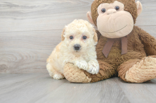 9 week old Poochon Puppy For Sale - Premier Pups