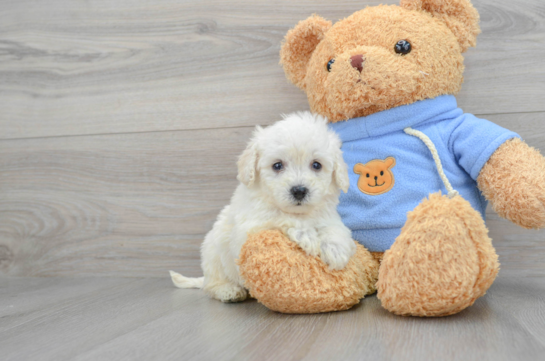 Smart Poochon Poodle Mix Pup