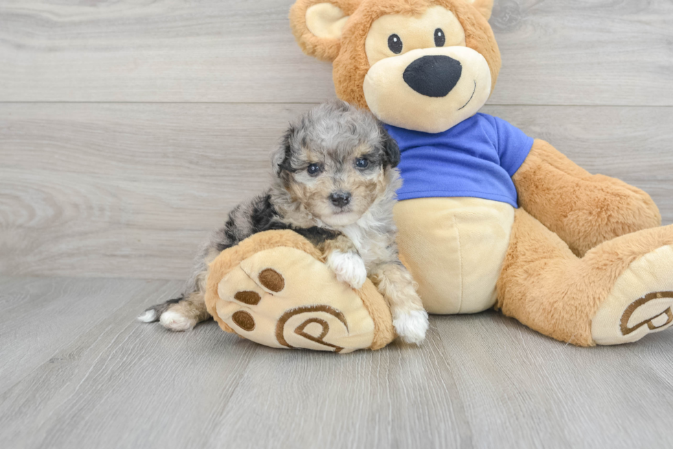 Hypoallergenic Poochon Colton: 6lbs 5oz Doodle Puppy