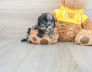 5 week old Poochon Puppy For Sale - Premier Pups