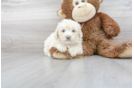 Meet Champ - our Poochon Puppy Photo 2/3 - Premier Pups