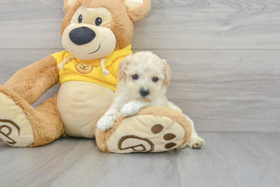 Petite Poochon Davie: 2lb 1oz Doodle Puppy