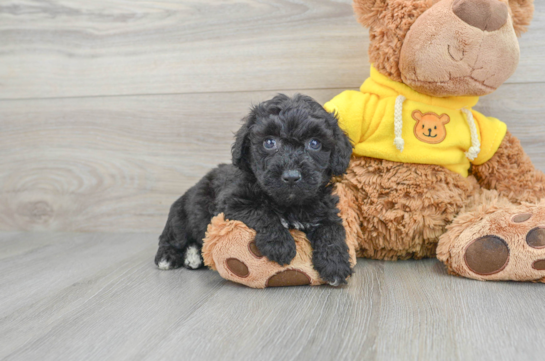 Best Poochon Baby