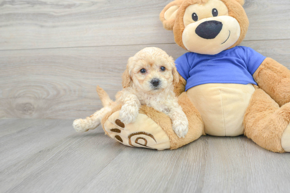 Best Poochon Baby