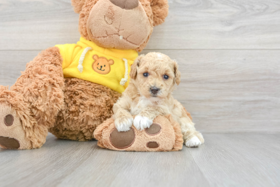 Poochon Puppy for Adoption