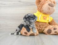 8 week old Poochon Puppy For Sale - Premier Pups