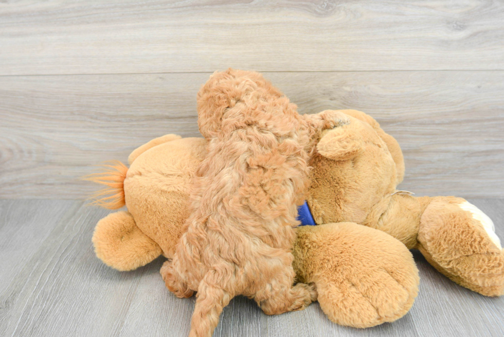 Friendly Poochon Baby