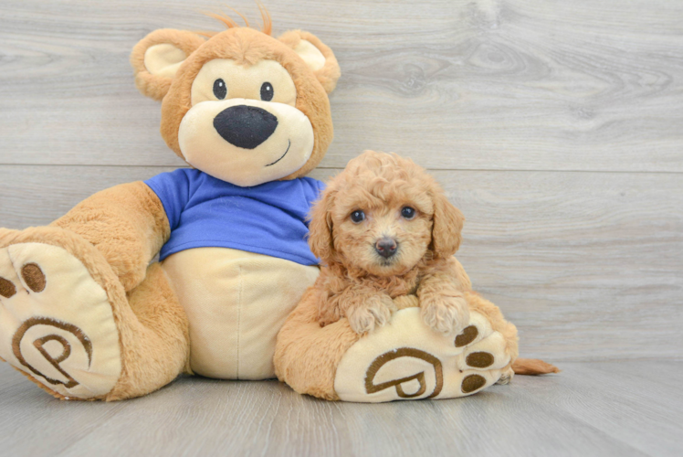 Sweet Poochon Baby