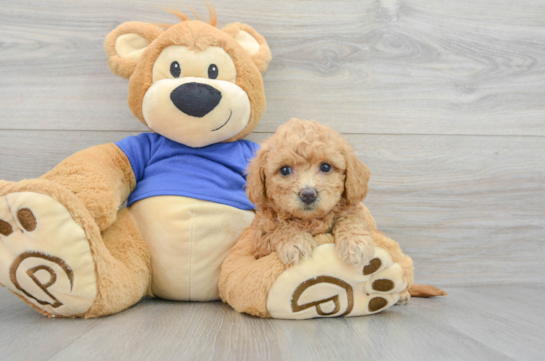Sweet Poochon Baby