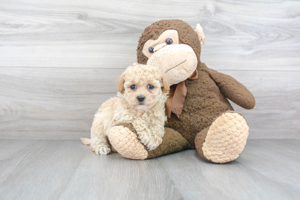 Energetic Bichpoo Poodle Mix Puppy