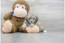 Meet Diane - our Poochon Puppy Photo 2/3 - Premier Pups