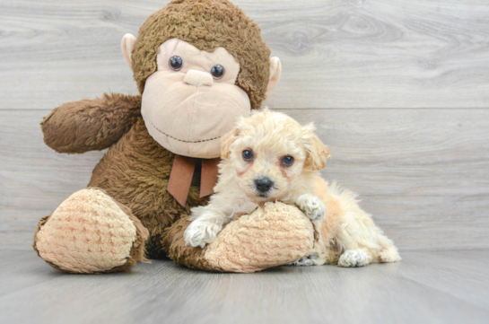 Poochon Puppy for Adoption