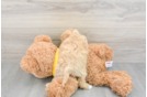 Sweet Poochon Baby