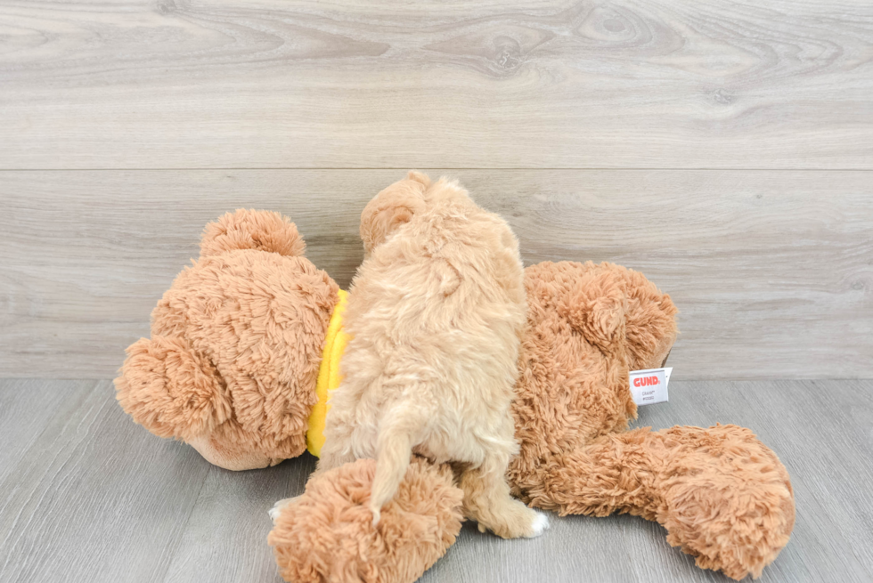 Sweet Poochon Baby