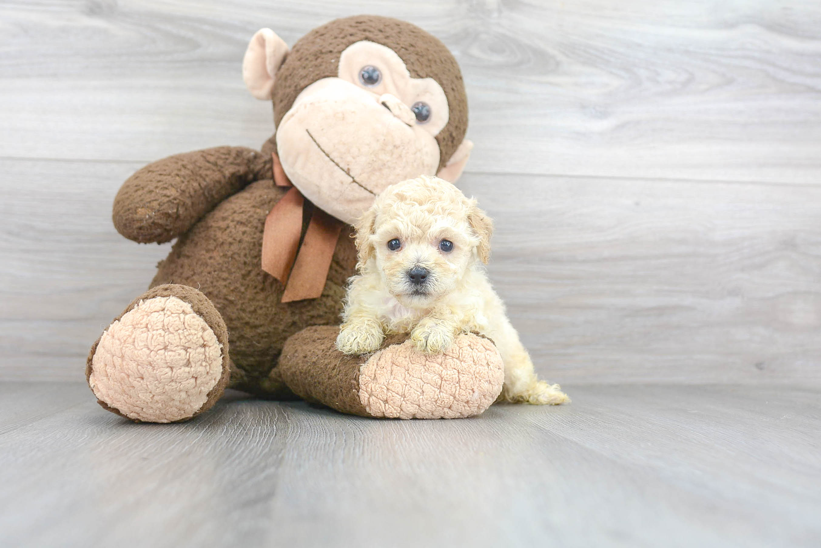 teddy dog for sale