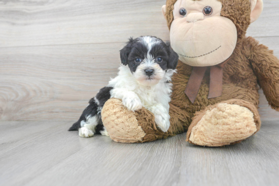 Hypoallergenic Bichpoo Poodle Mix Puppy