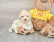 8 week old Poochon Puppy For Sale - Premier Pups