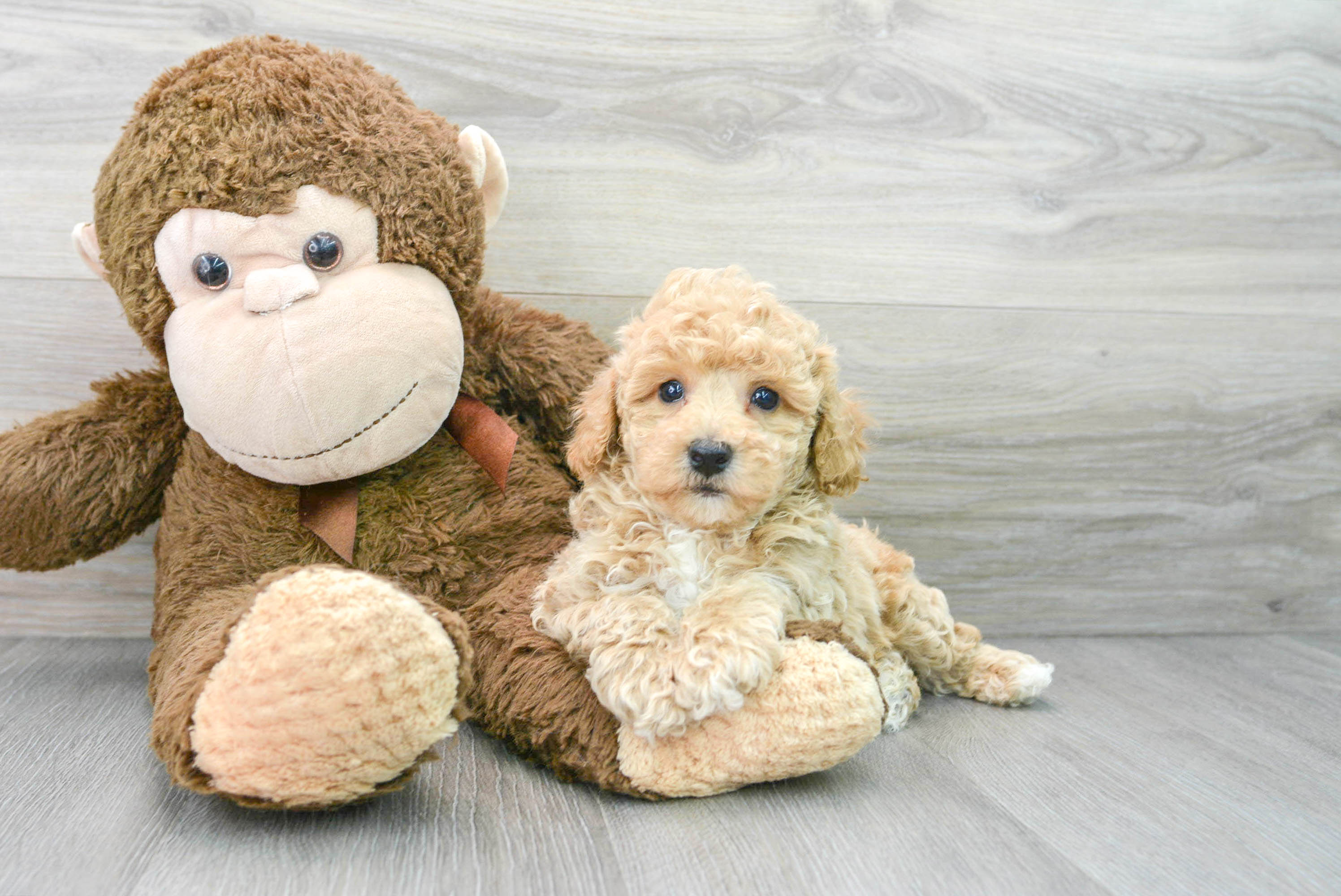 red poochon puppies for sale near me