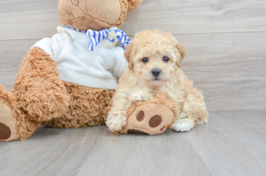 Playful Bichpoo Poodle Mix Puppy
