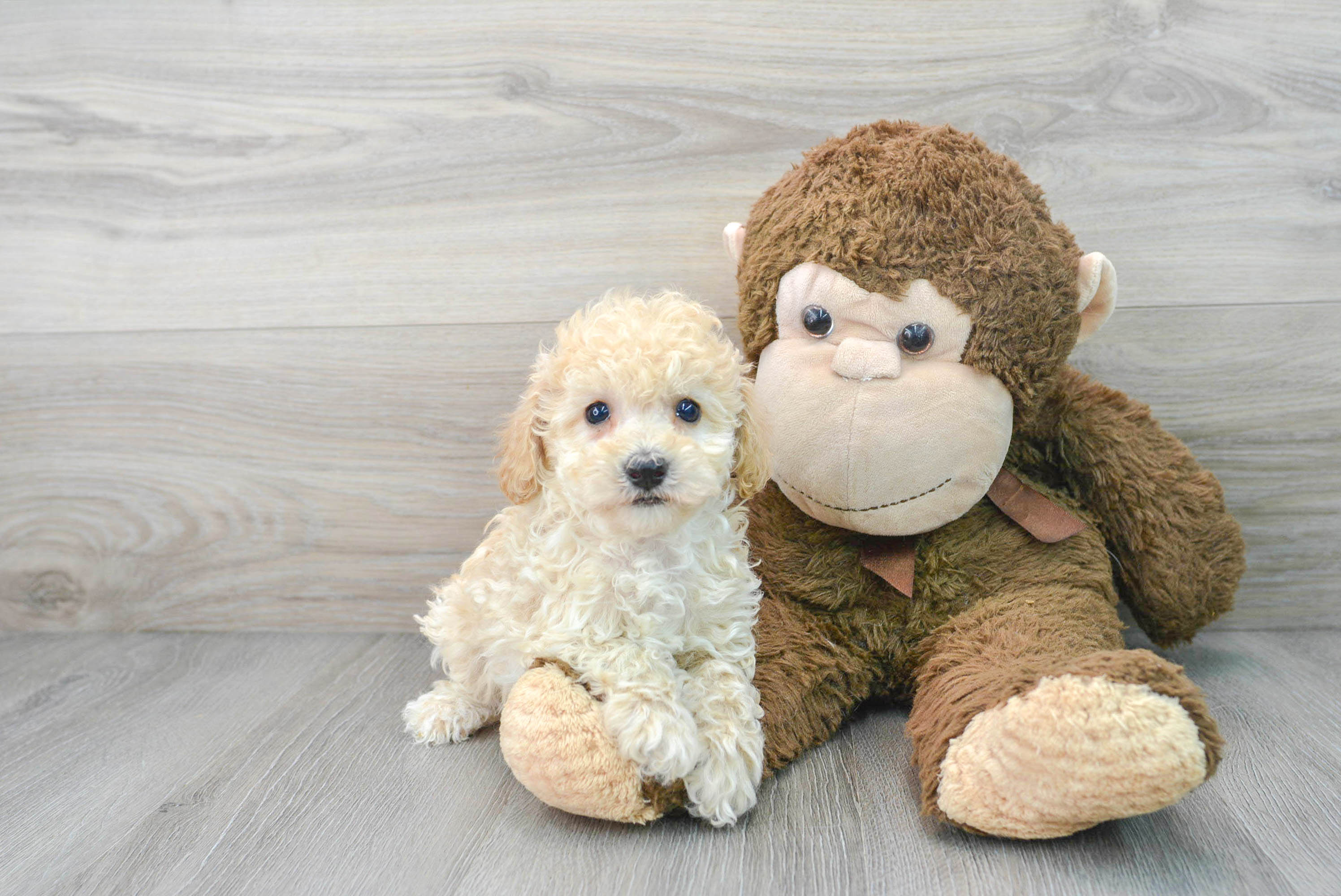 teacup poochon puppies