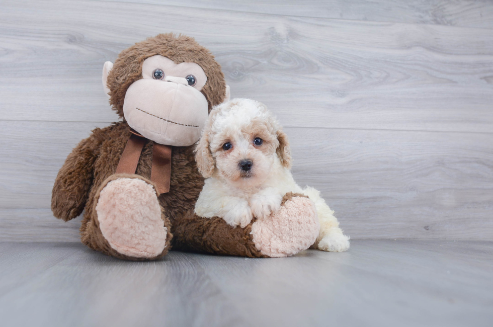 Puppyfind Bichon Poo Puppies For Sale