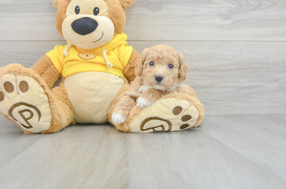 5 week old Poochon Puppy For Sale - Premier Pups