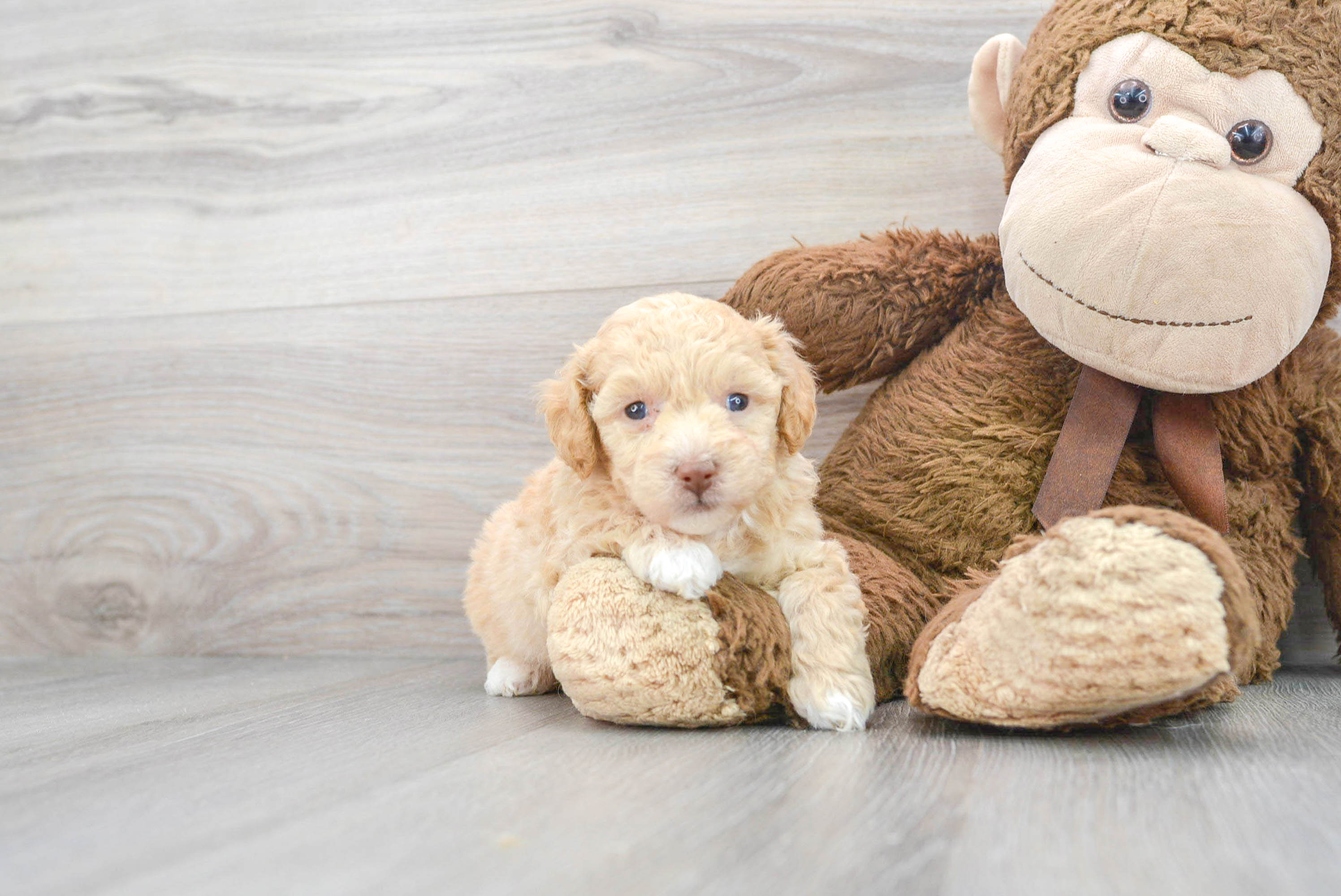 toy poochon for sale