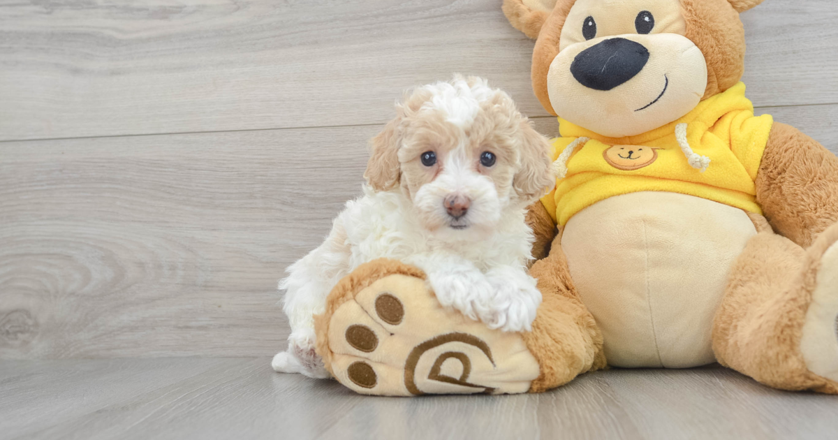 Smart Poochon Greta: 3lb 11oz Doodle Puppy