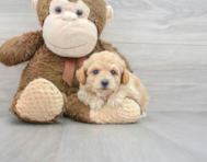 7 week old Poochon Puppy For Sale - Premier Pups
