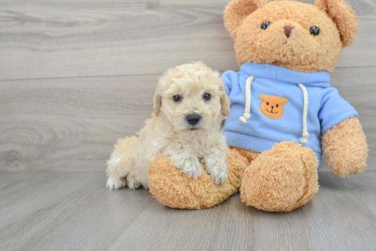 Hypoallergenic Bichpoo Poodle Mix Puppy