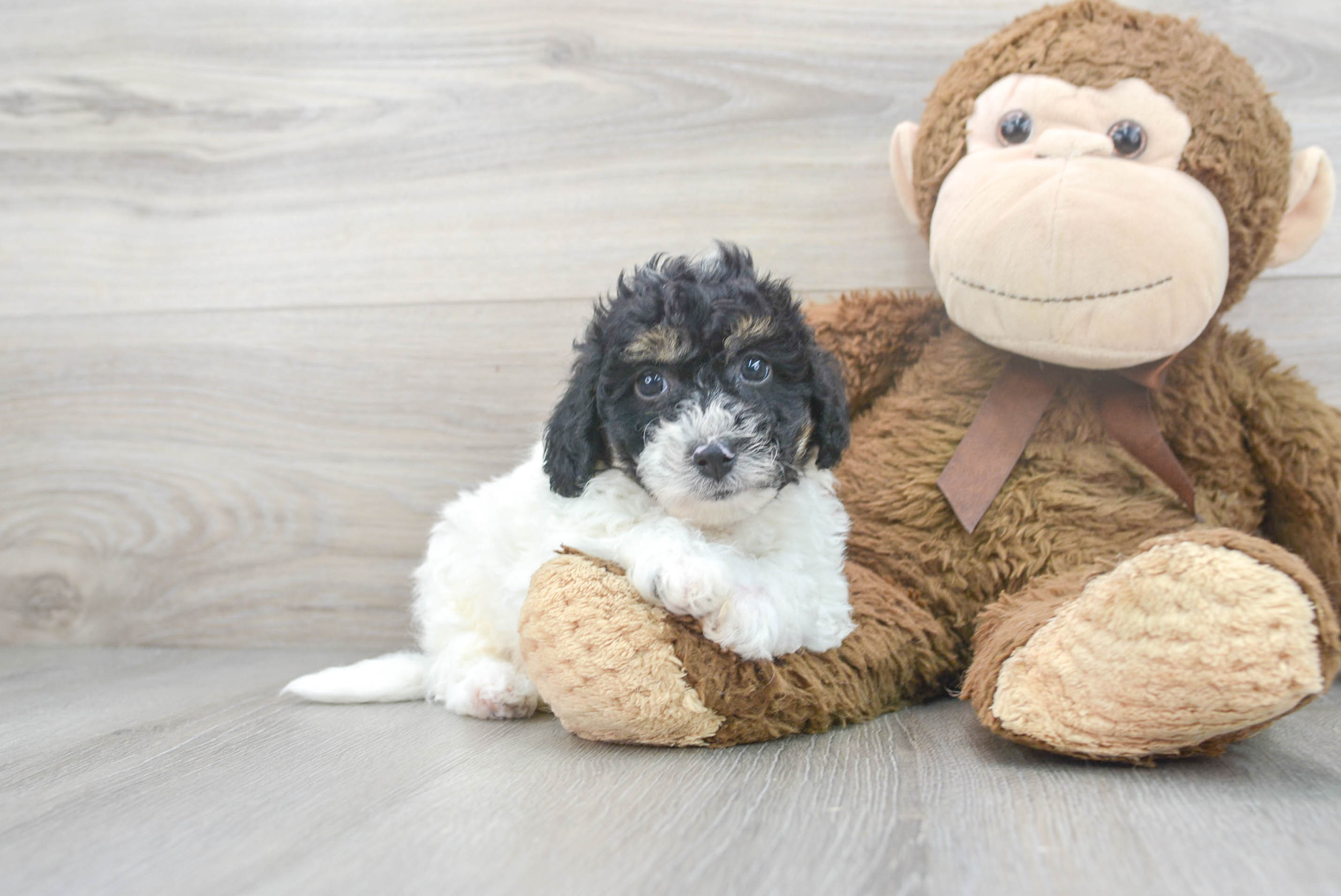 micro teacup teddy bear puppies