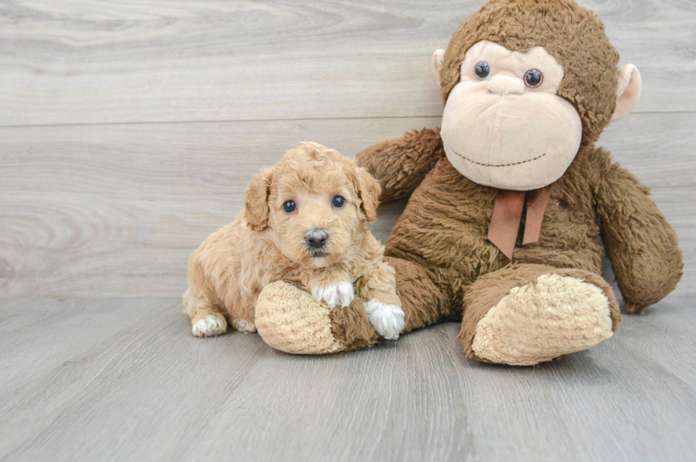 7 week old Poochon Puppy For Sale - Premier Pups