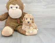 7 week old Poochon Puppy For Sale - Premier Pups
