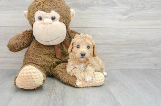 Small Poochon Baby