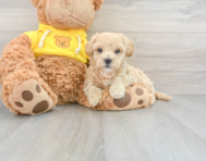 9 week old Poochon Puppy For Sale - Premier Pups